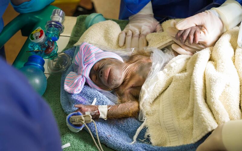 Baby orangutan born at Busch Gardens 