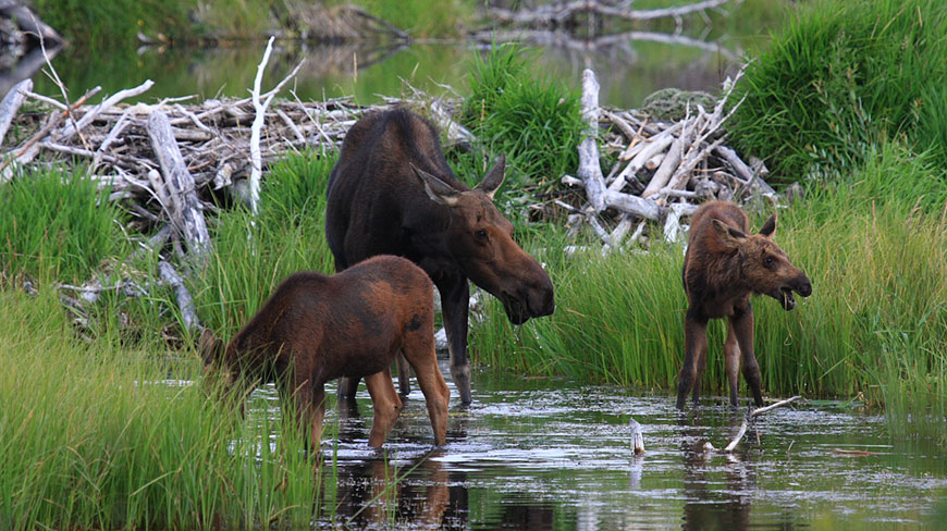 21211-US_WY_GrandTeton_Moose-c.jpg