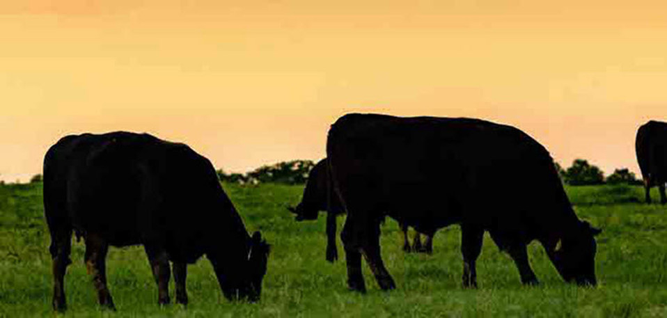 cattle - farming - vet voice.jpg