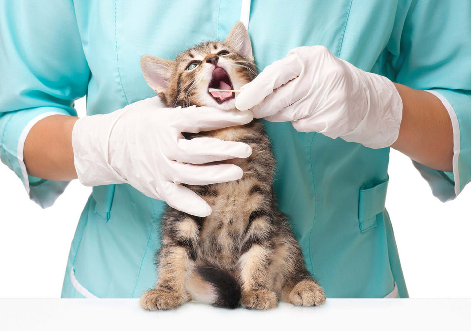 dental - cat - veterinarian