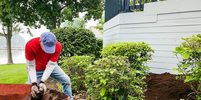 Mature Man Working in His Yard