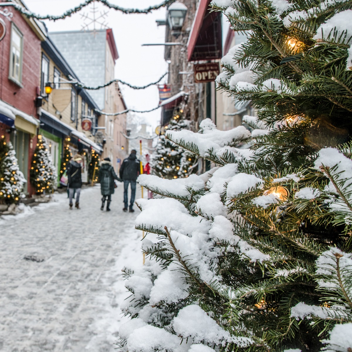 A dusting of snow on greenery on the streets of Québec City