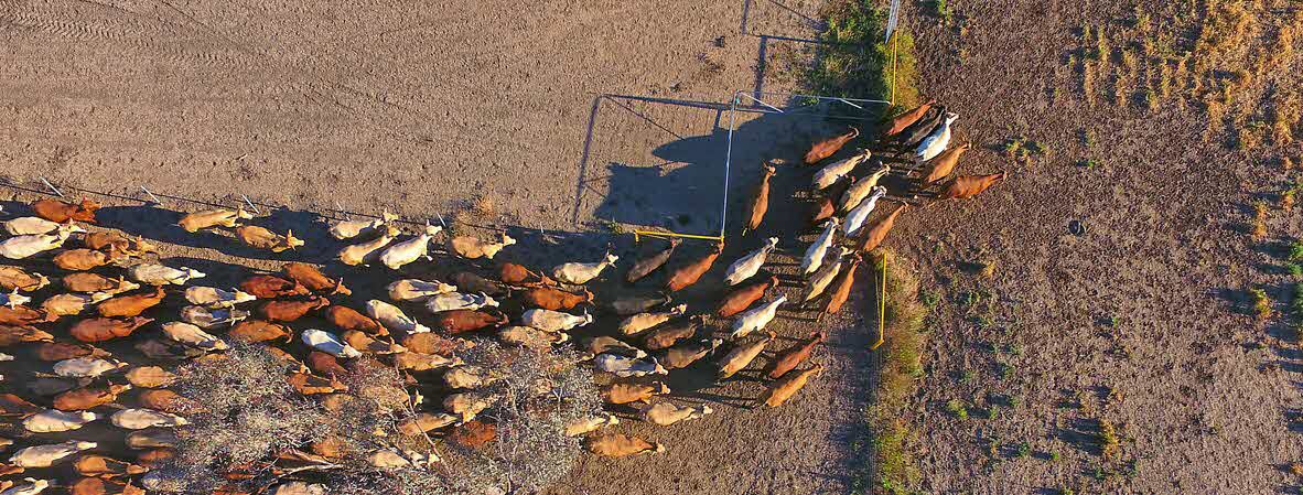 cattle - drought - farming