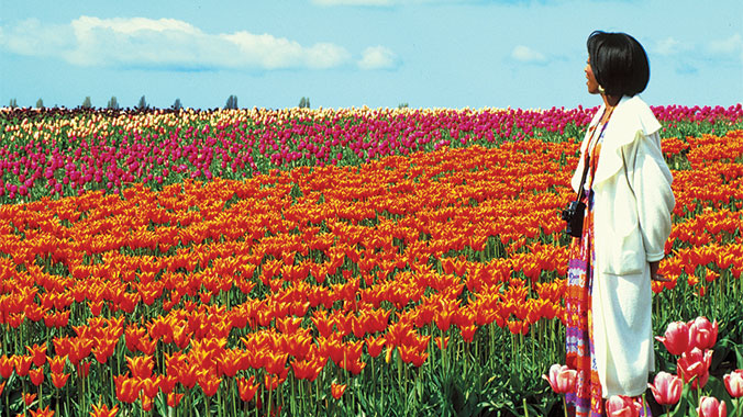 22231-netherlands-holland-tulips-c.jpg