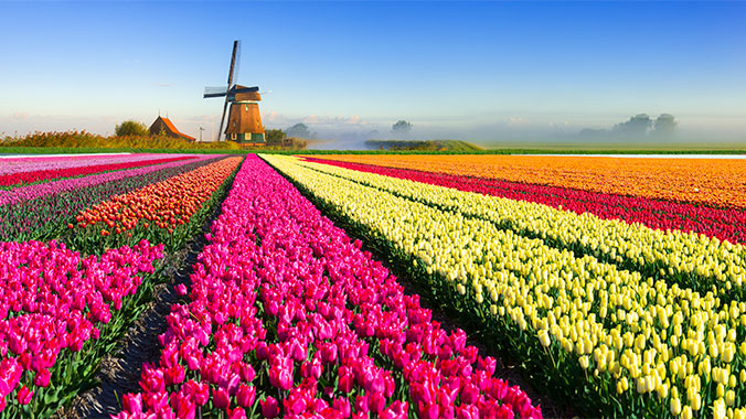 22231-netherlands-tulips-windmill-lghoz.jpg
