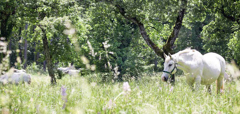 horse - grazing - vet voice.jpg