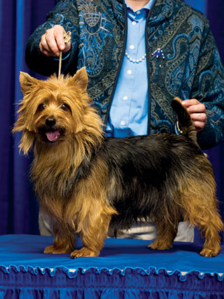 22408-westminster-kennel-club-dog-show-vert.jpg