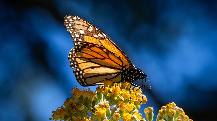24845-MX-MonarchButterflies-3-c.jpg