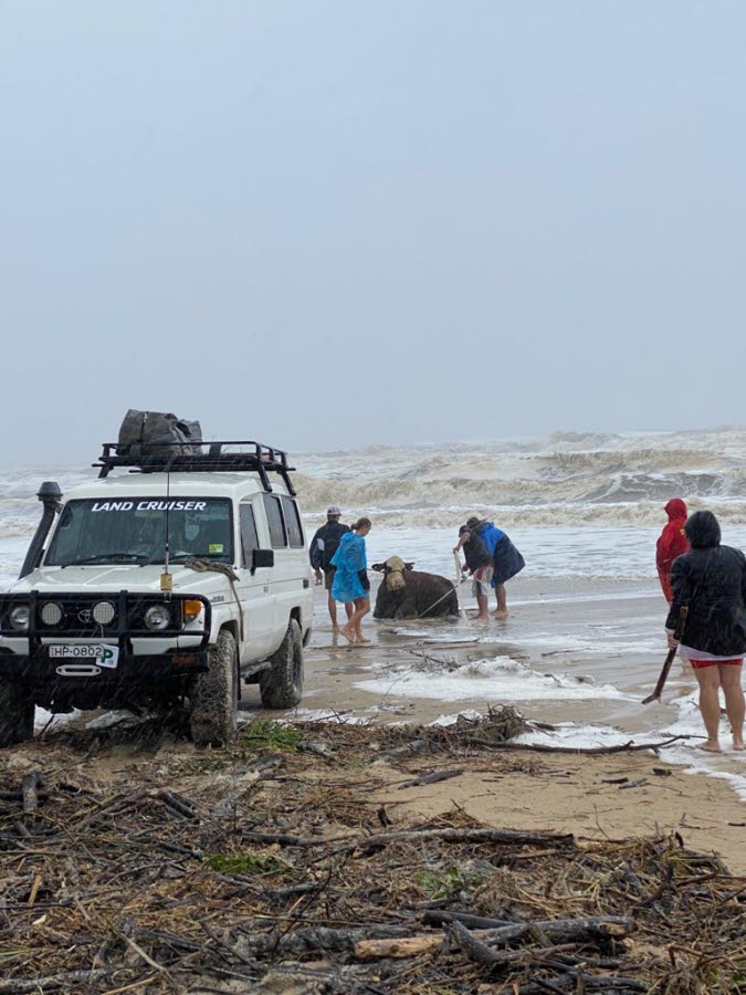 cattle rescue from surf near manning river - stuart knox 2.jpg