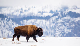 A bison in the snow at Yellowstone National Park
