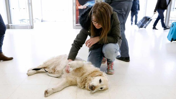 A golden retriever therapy dog lies on its side on a shiny airport floor, enjoying a belly rub from a woman crouching beside it. She wears glasses, a green coat with a fur-lined hood, jeans, and trainers. In the background, travelers walk past with suitcases
