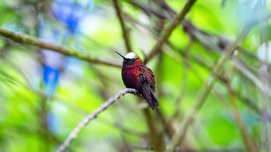 25137-CR_Turrialba_La-Marta-Wildlife-Reserve-4c.jpg