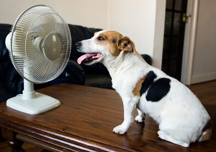 dog-panting-fan-hot-summer-jack-russel.jpg