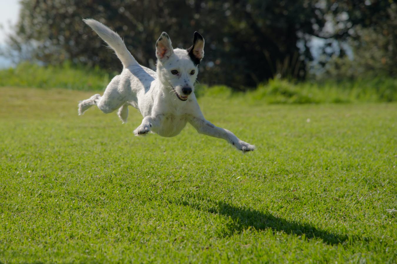 dog-jumping-grass-ron-fung-unsplash.jpg