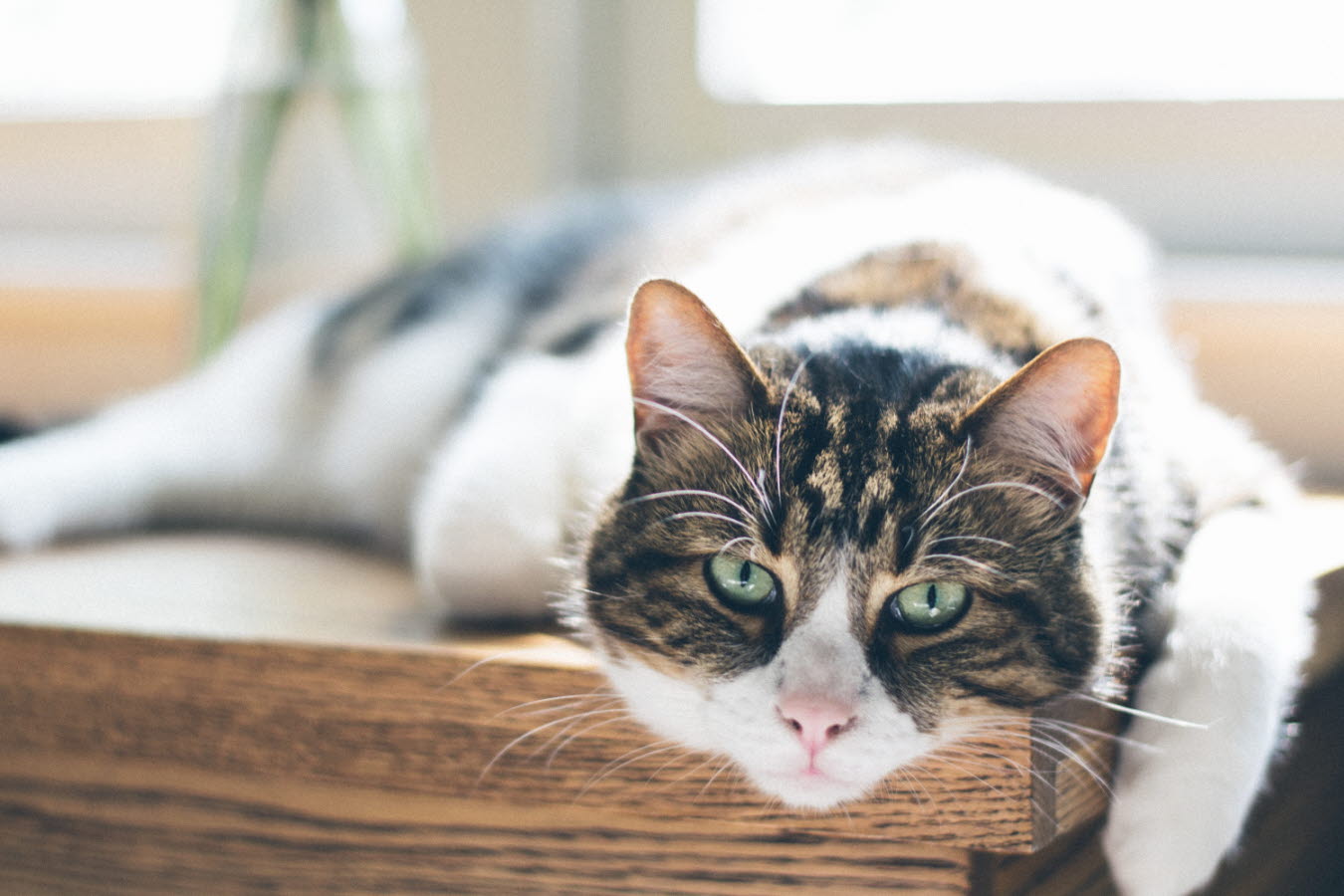 old-cat-resting-nathan-fertig-unsplash.jpg