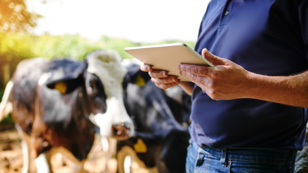 Image of a dairy farmer with a tablet with cows in the background