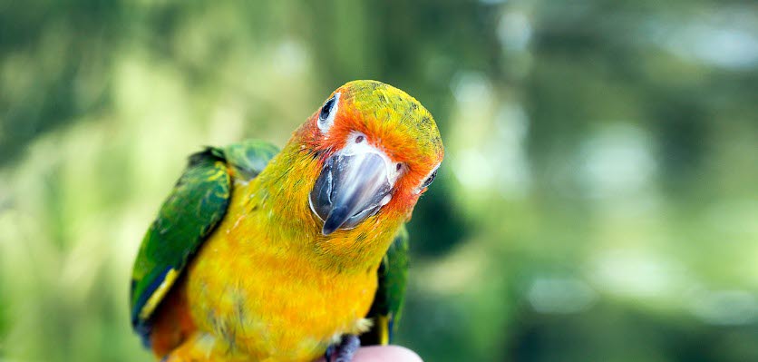 vet voice - avian - pet bird