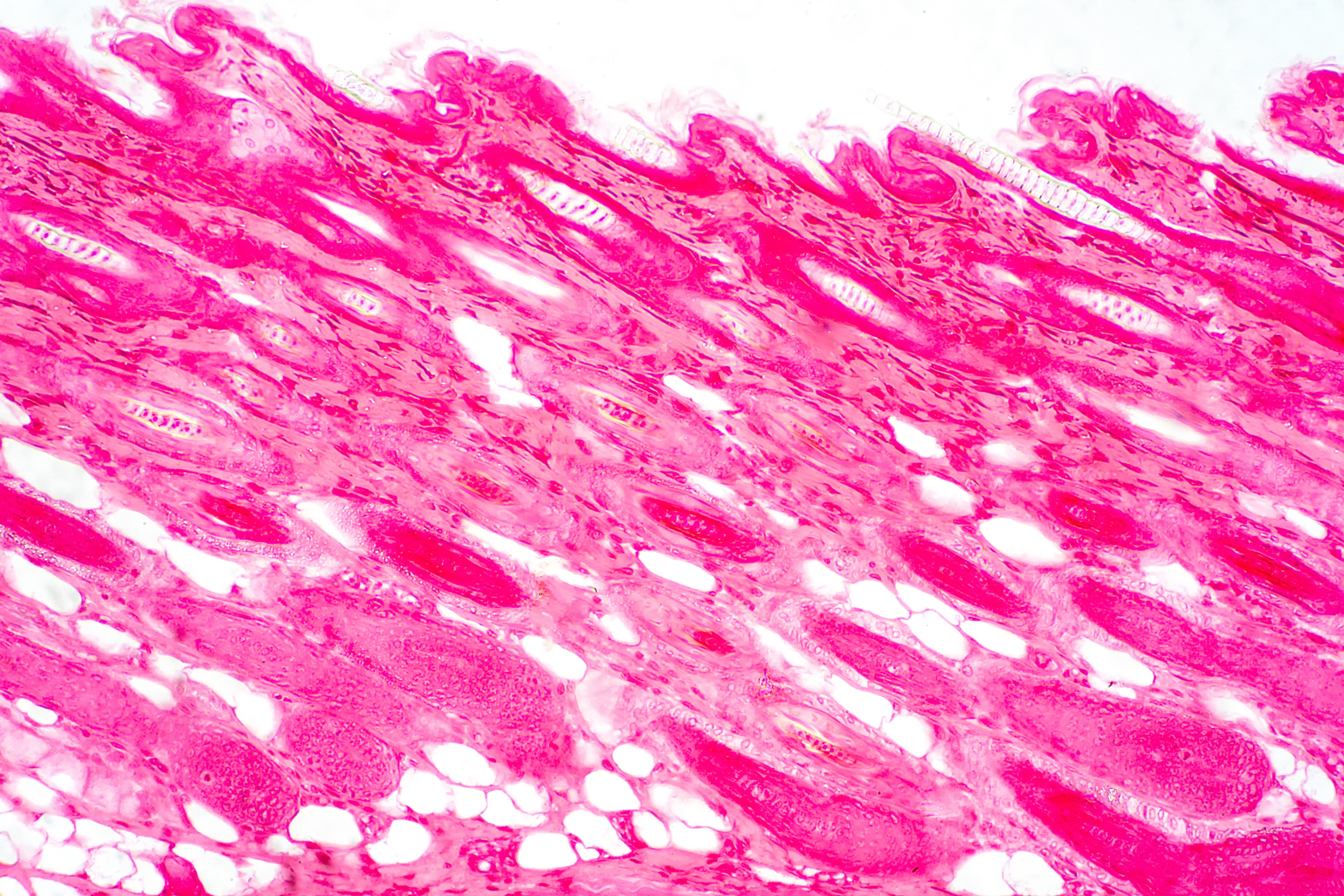 Human skin_AdobeStock_258087043.jpeg