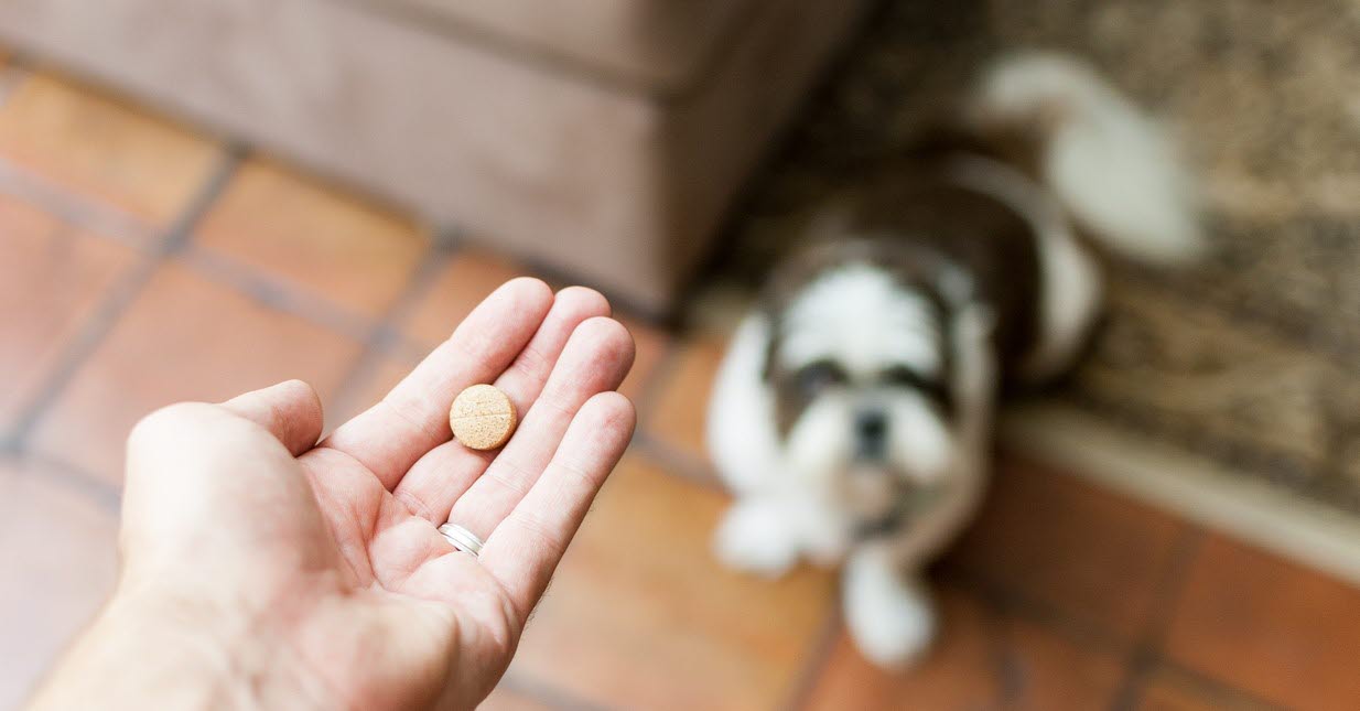 pets - dog - pill - prescription - medication - AMR