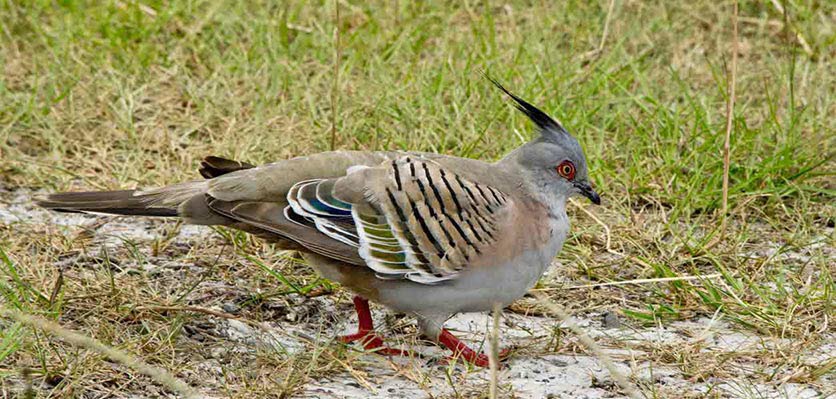 Crested pigeon - vet voice.jpg