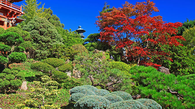 24569-bonsai-story-lghoz.jpg