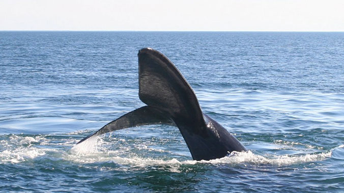 19929-whales-and-tails-san-juan-island-washington-intergenerational-grandparent-whale-c.jpg