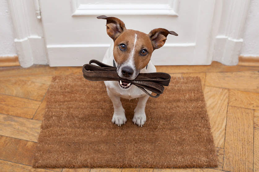 small animal - dog - walking - leash