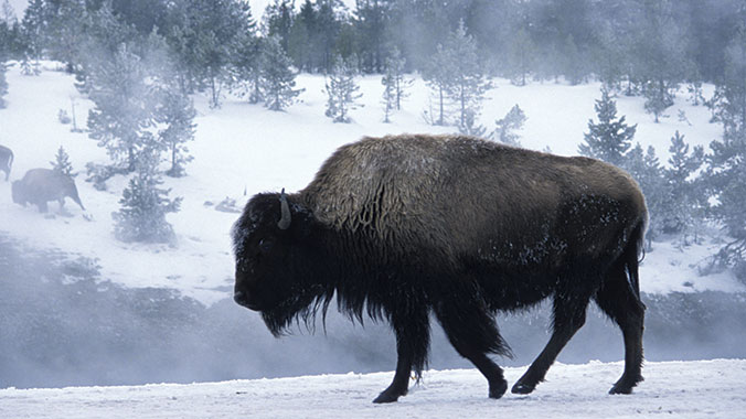 16839-winter-yellowtone-national-park-bison-c.jpg