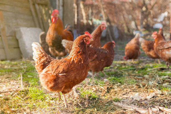 poultry - chickens - farming