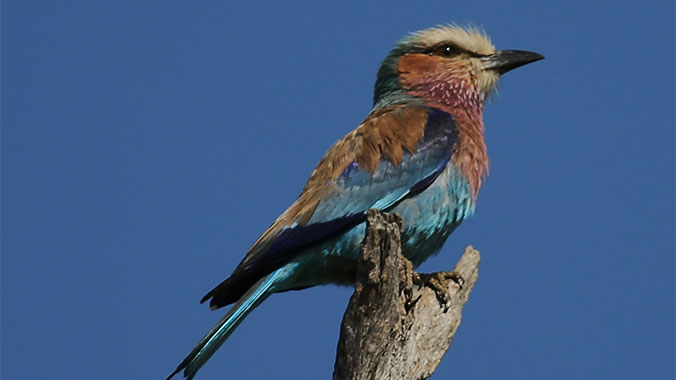 22424-lilac-breasted-roller-c.jpg