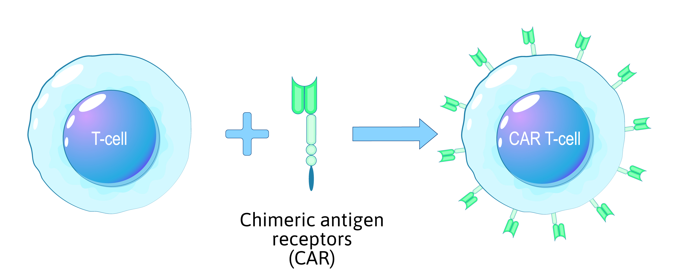 Översikt över omprogrammeringsprocessen för CAR T-celler med hjälp av chimära antigenreceptorer