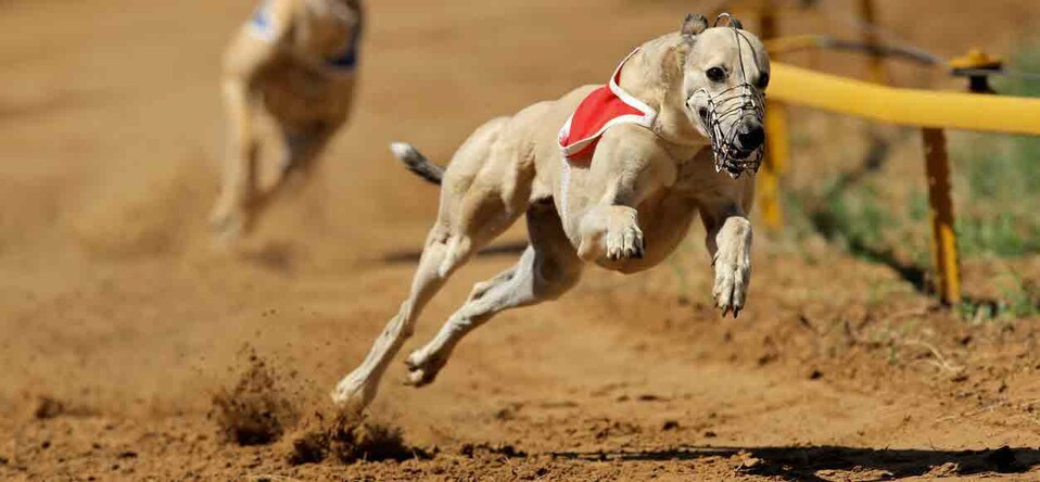 Greyhound