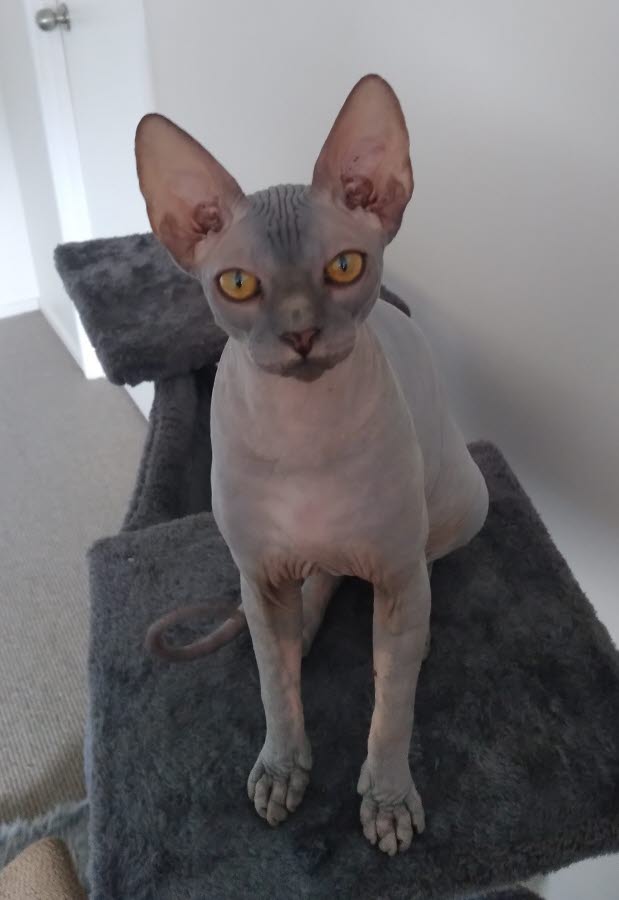 Sphynx cat.jpg