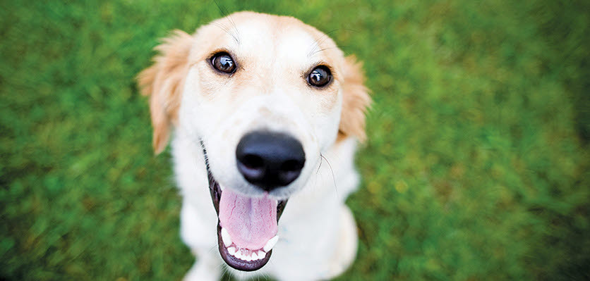 small animal - dog - big eyes