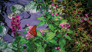 23056-US-SC-BooneHall-Plantation-Garden-Butterfly-smhoz.jpg
