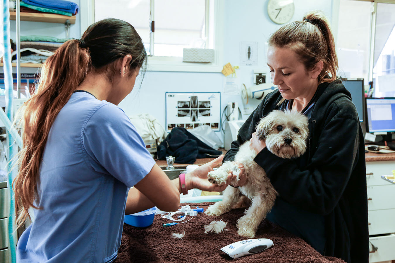 small animal - veterinarian - nurse - dog