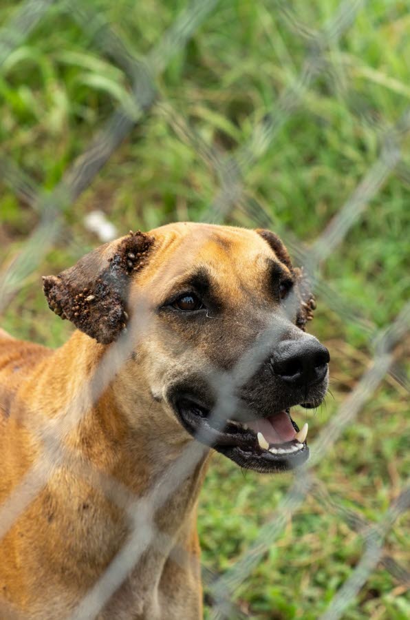 Dog with ticks - image credit AMRRIC.jpg