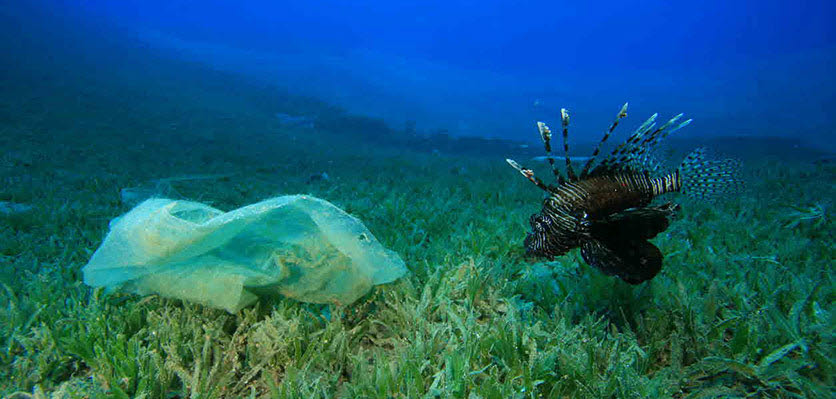 Fish - ocean - plastic - vet voice.jpg