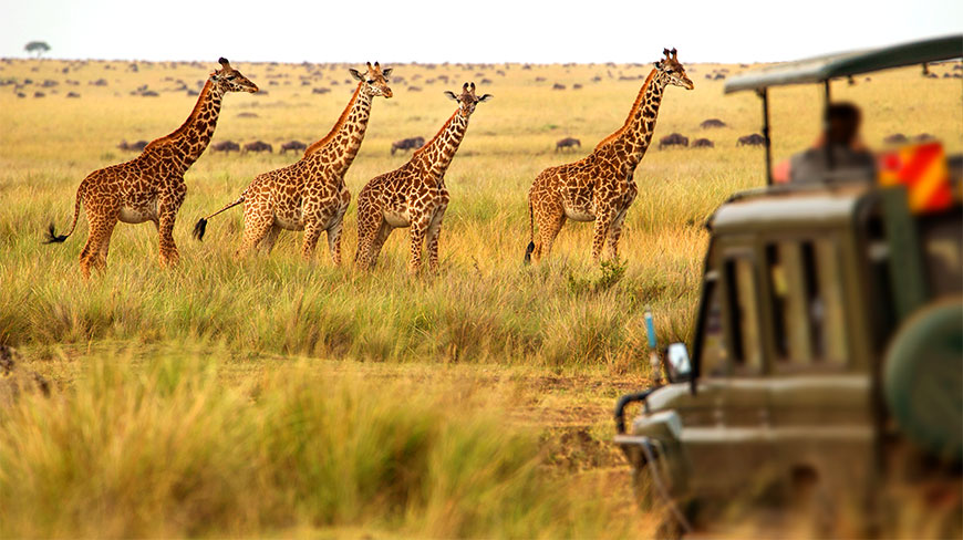 23539-savannah-giraffe-safari-c.jpg