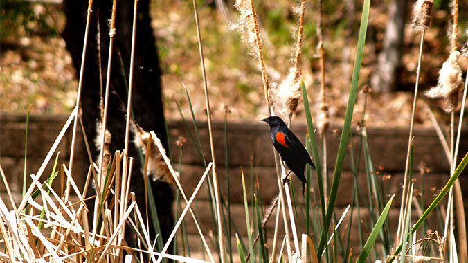 11812-red-winged-blackbird-c.jpg