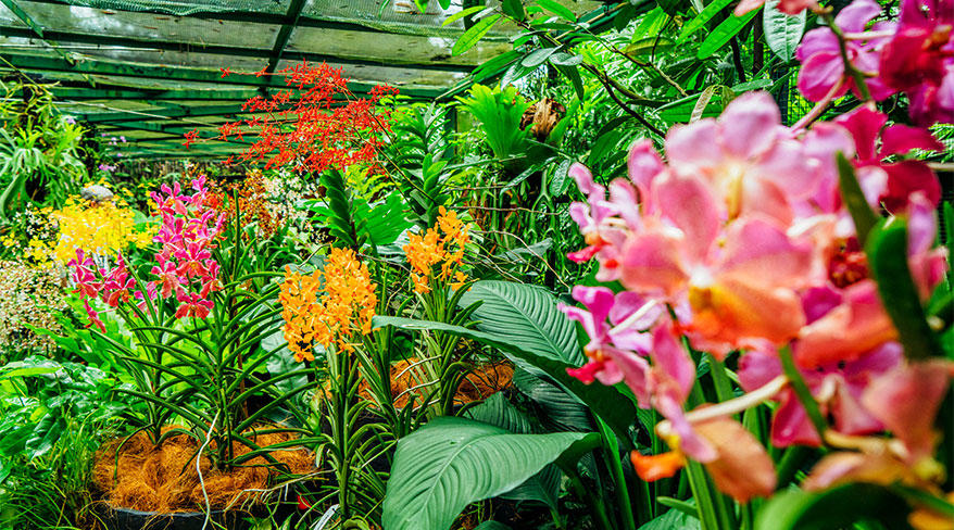 22978-singapore-botanical-gardens-c.jpg