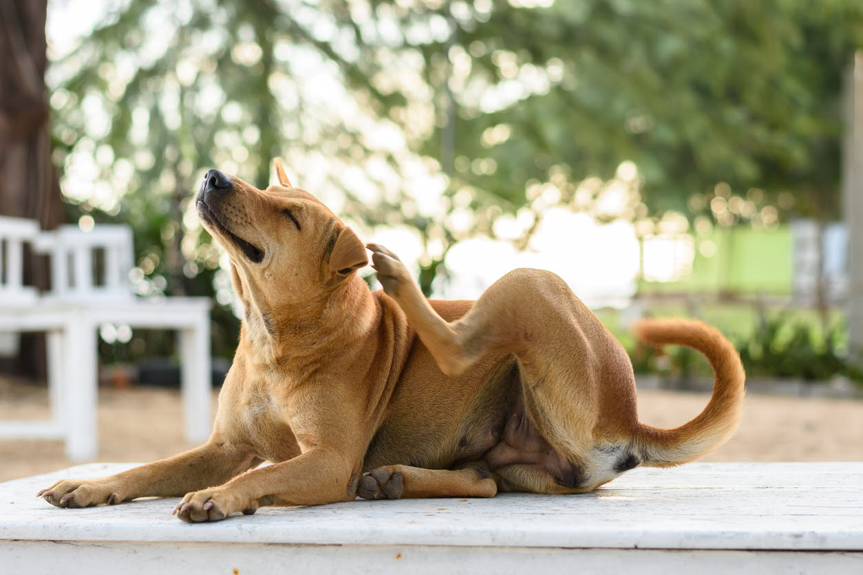 dog - scratch - allergy - skin