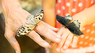 22895-Child-Grandparent-Butterfly-Hands-smhoz.jpg