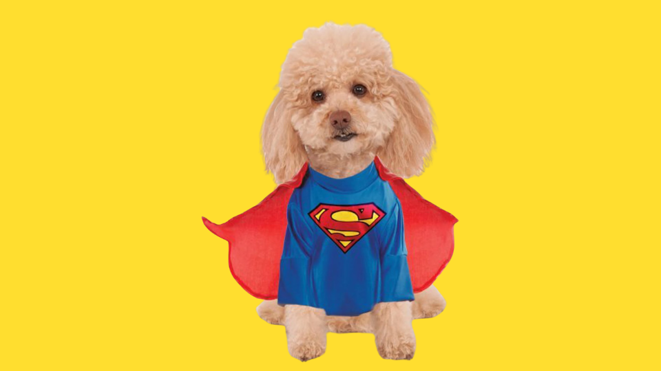 Kmart dog Halloween costume