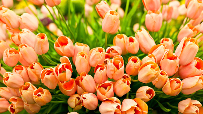22576-united-kingdom-chelsea-flower-show-tulips-lghoz.jpg