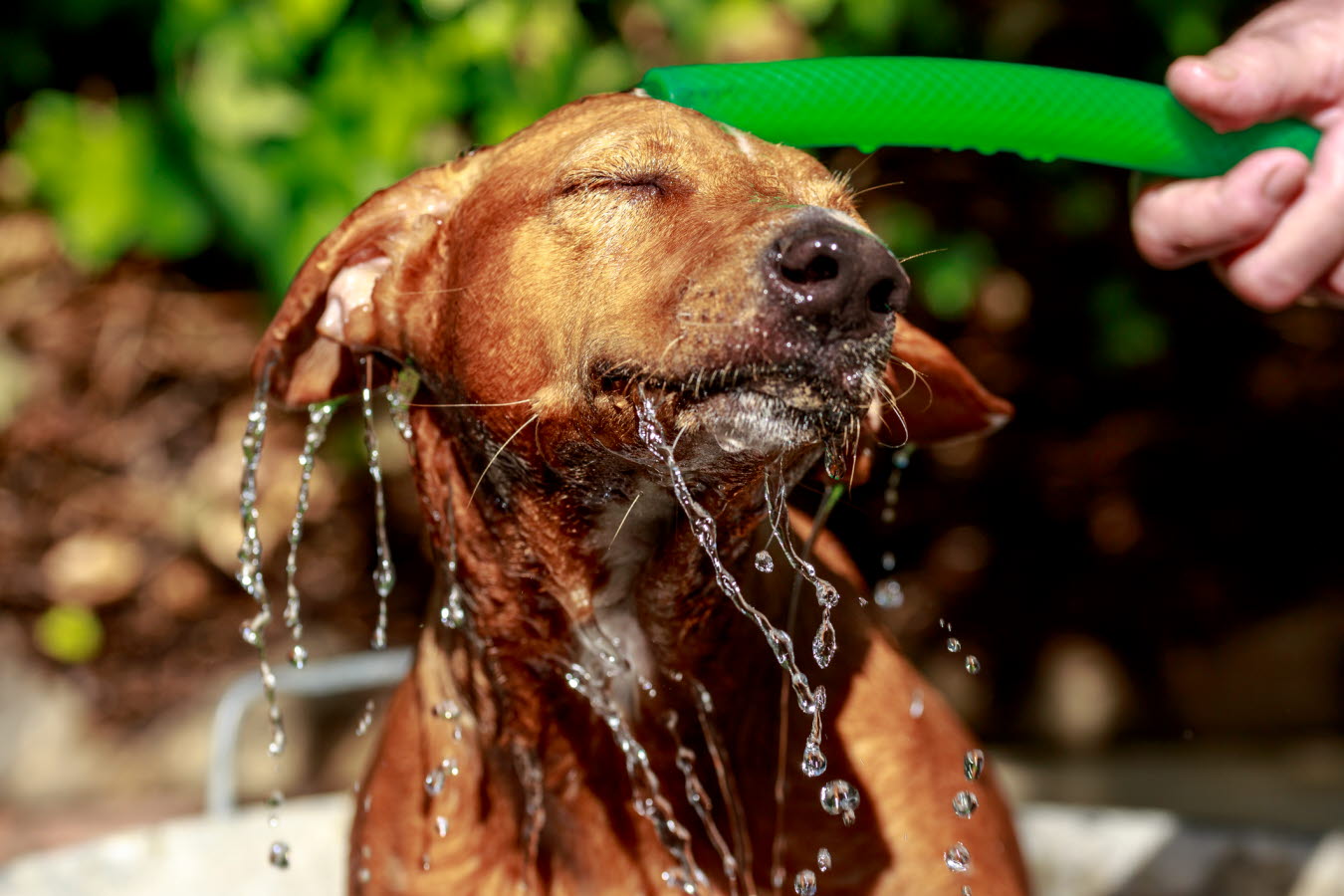 dog - washing - shower