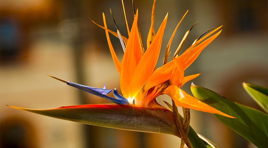 6642-bird-of-paradise-flower-c.jpg