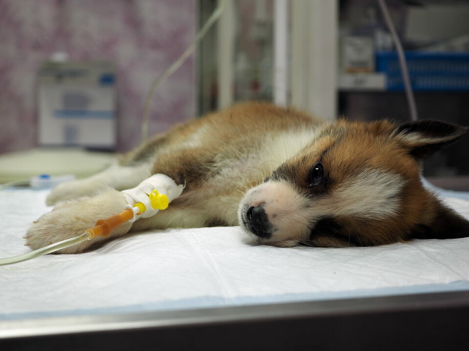 puppy-iv-fluid therapy-emergency