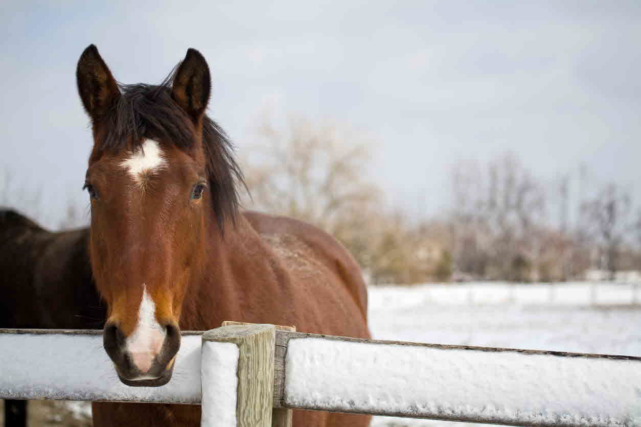 horse - equine - winter