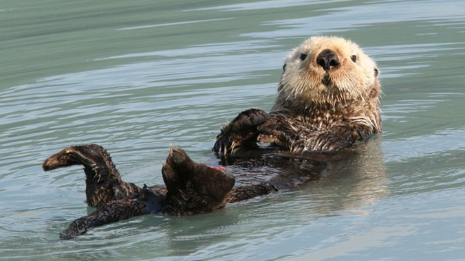 24425-Alaska-Otter-10c.jpg
